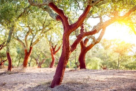 cork tree 